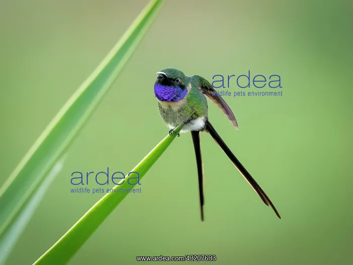 : Slender Sheartail (Doricha enicura), male, Guatemala : Slender Sheartail (Doricha enicura), male, Guatemala