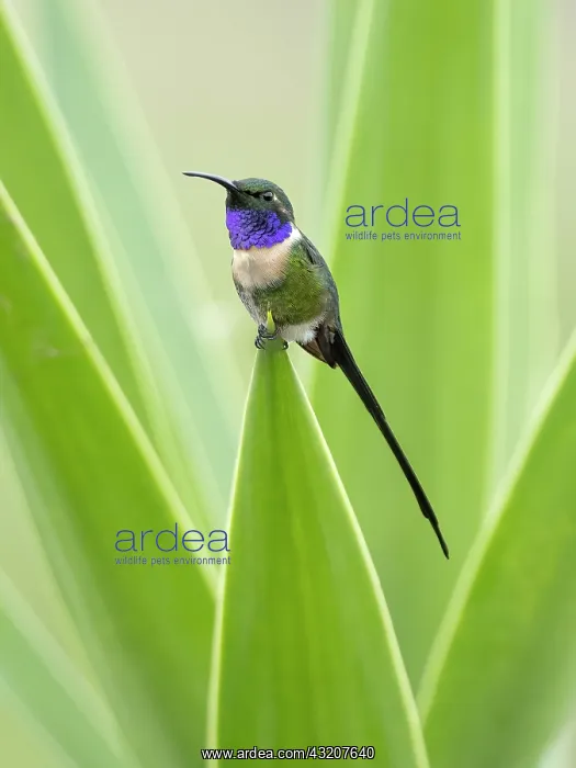 : Slender Sheartail (Doricha enicura), male, Guatemala : Slender Sheartail (Doricha enicura), male, Guatemala