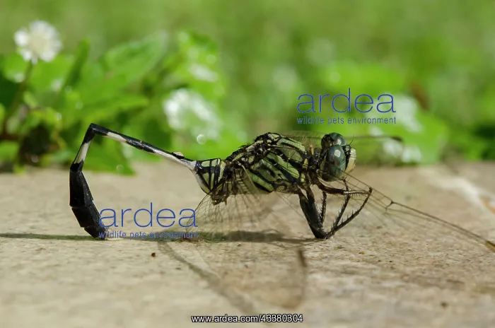 : Slender Skimmer Dragonfly : Slender Skimmer Dragonfly