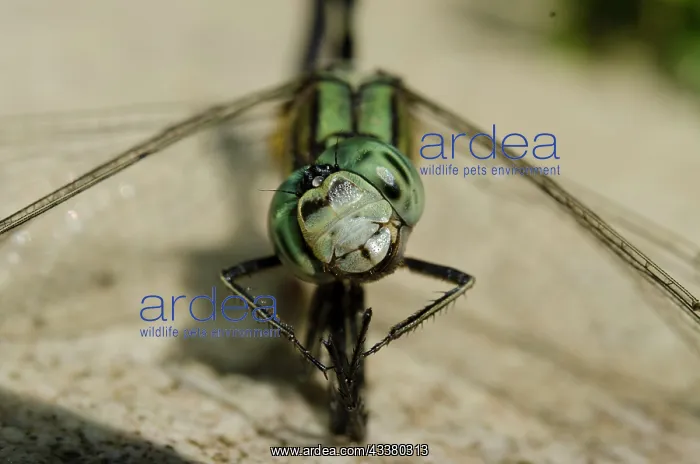 : Slender Skimmer Dragonfly : Slender Skimmer Dragonfly
