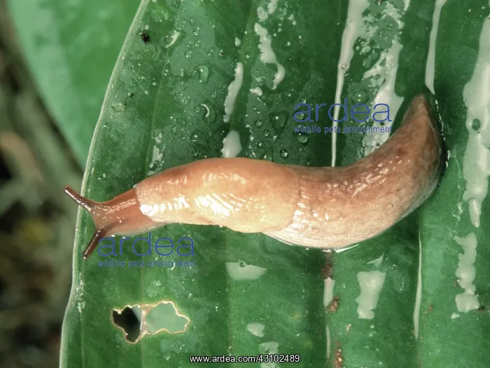  : Slender slug on hosta leaf