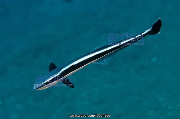: Slender Suckerfish - Pyramids dive site, Amed : Slender Suckerfish - Pyramids dive site, Amed
