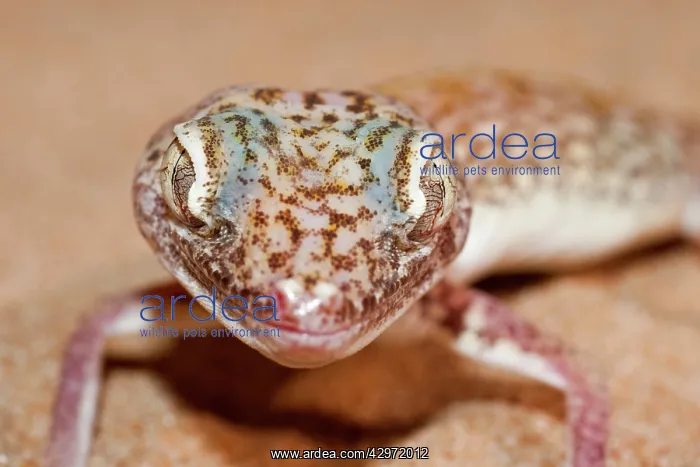 : Slevin's Sand Gecko / Slevin's Big-headed Gecko : Slevin's Sand Gecko / Slevin's Big-headed Gecko