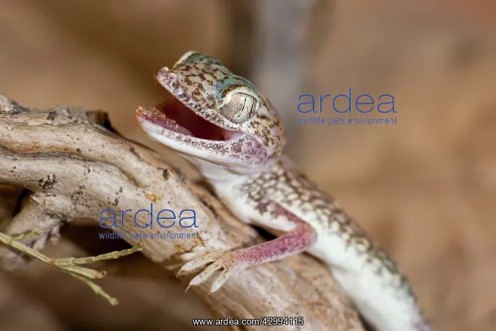 : Slevin's Sand Gecko / Slevin's Big-headed Gecko : Slevin's Sand Gecko / Slevin's Big-headed Gecko