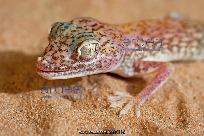 : Slevin's Sand Gecko / Slevin's Big-headed Gecko : Slevin's Sand Gecko / Slevin's Big-headed Gecko
