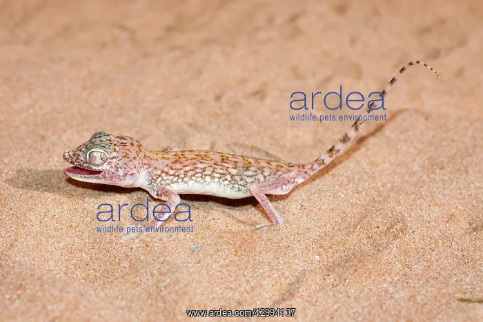 : Slevin's Sand Gecko / Slevin's Big-headed Gecko : Slevin's Sand Gecko / Slevin's Big-headed Gecko