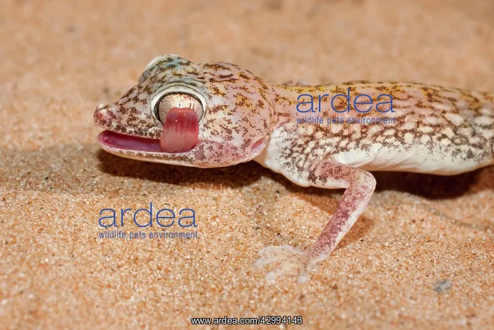 : Slevin's Sand Gecko / Slevin's Big-headed Gecko : Slevin's Sand Gecko / Slevin's Big-headed Gecko