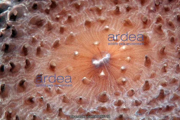 : Slice anemone, Giant Cup Mushroom (Amplexidiscus : Slice anemone, Giant Cup Mushroom (Amplexidiscus
