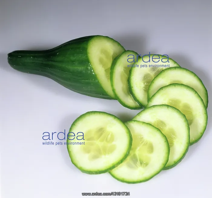 : Sliced Cucumber : Sliced Cucumber
