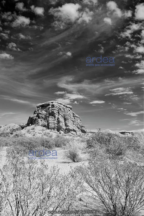 : Slickensides, San Lorenzo Canyon, Bureau of Land : Slickensides, San Lorenzo Canyon, Bureau of Land