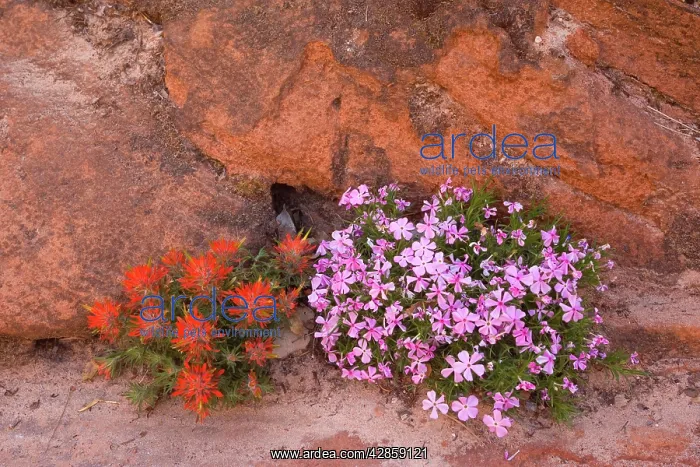 : Slickrock / Rough Indian Paintbrush and Long-leaf : Slickrock / Rough Indian Paintbrush and Long-leaf