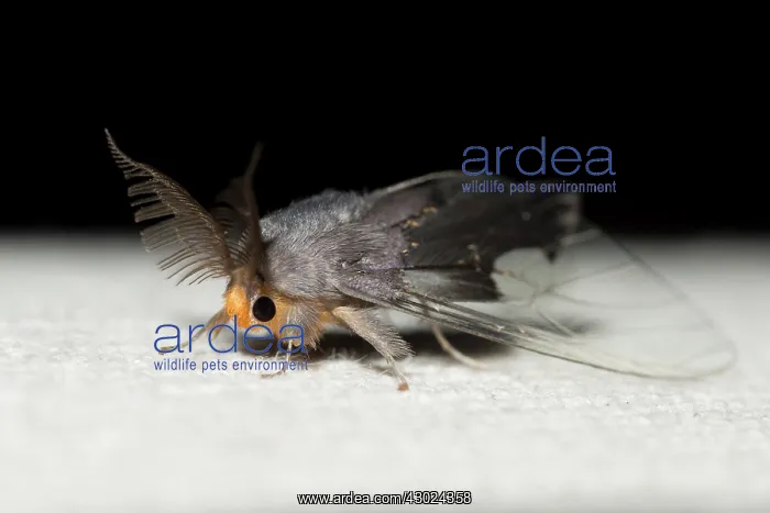 : Slik Moth Slik Moth Klungkung Bali Indonesia : Slik Moth Slik Moth Klungkung Bali Indonesia
