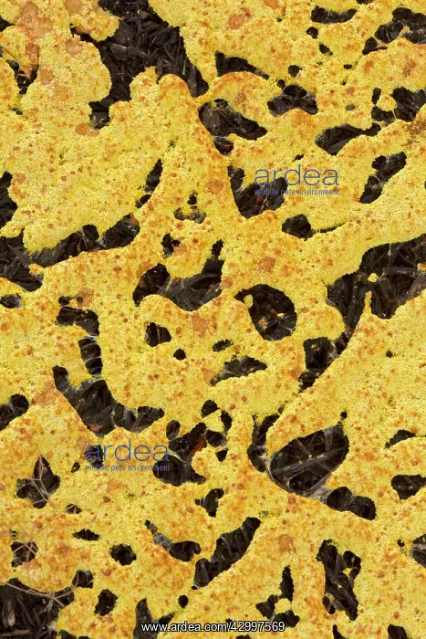 : Slime Mold - Unidentified Mycetozoa : Slime Mold - Unidentified Mycetozoa