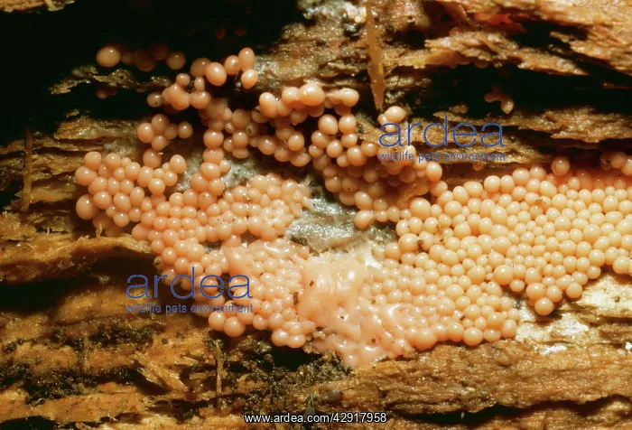 : Slime Mould : Slime Mould