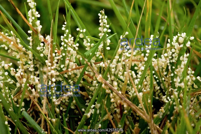 : Slime Mould - Plasmodium stage - on grasses : Slime Mould - Plasmodium stage - on grasses