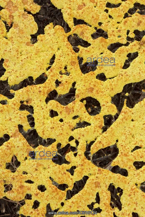 : Slime Mould unidentified Mycetozoa : Slime Mould unidentified Mycetozoa