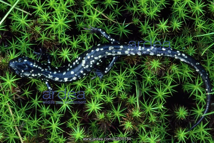 : Slimy SALAMANDER : Slimy SALAMANDER