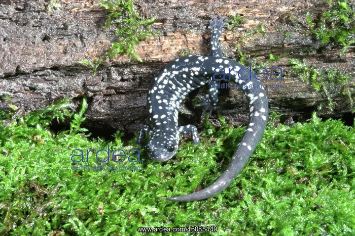  : Slimy Salamander