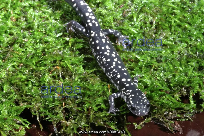 : Slimy Salamander : Slimy Salamander