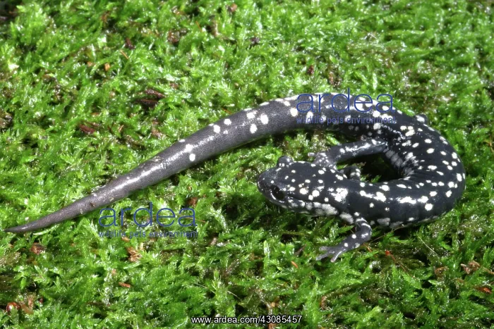 : Slimy Salamander : Slimy Salamander