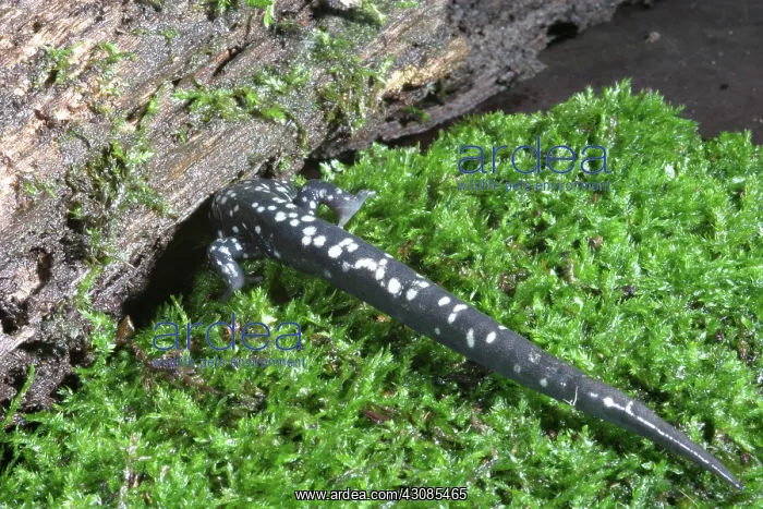 : Slimy Salamander : Slimy Salamander