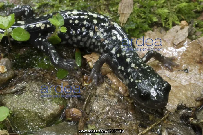 : Slimy Salamander : Slimy Salamander