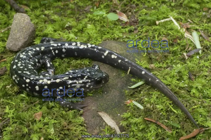 : Slimy Salamander : Slimy Salamander