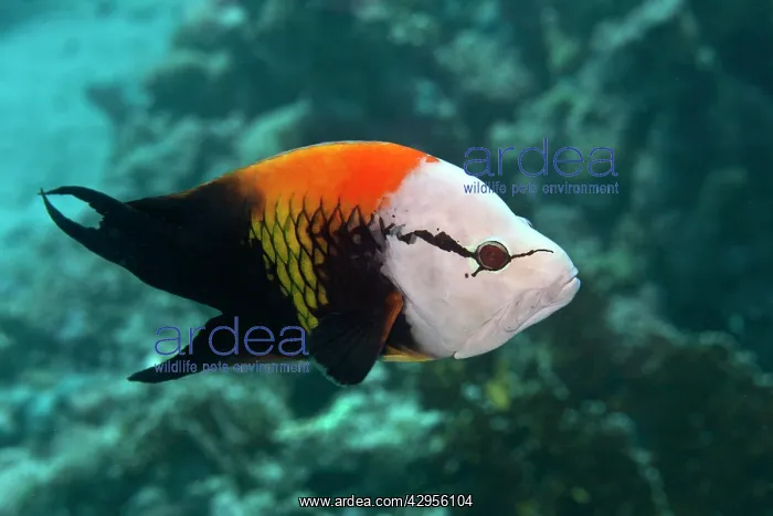 : Slingjaw / Sling-jaw Wrasse : Slingjaw / Sling-jaw Wrasse