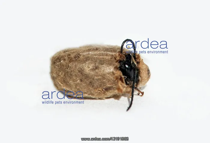 : Slip of a horned mason bee (Osmia cornuta), Switzerland : Slip of a horned mason bee (Osmia cornuta), Switzerland