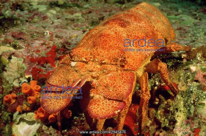 : Slipper Lobster : Slipper Lobster