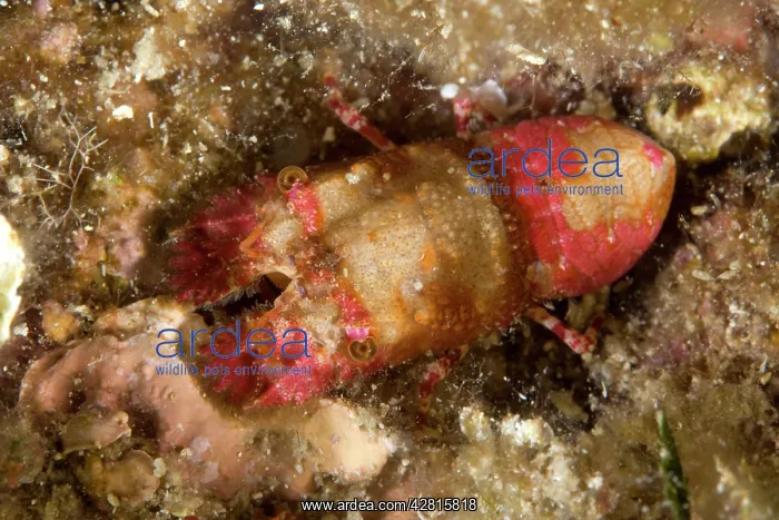 : Slipper lobster juvenile, Scyllarides latus, Ponza Island, I : Slipper lobster juvenile, Scyllarides latus, Ponza Island, I