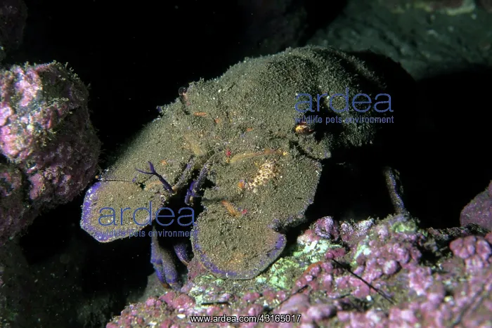: slipper lobster - Madeira Island Portugal Atlantic Ocean : slipper lobster - Madeira Island Portugal Atlantic Ocean