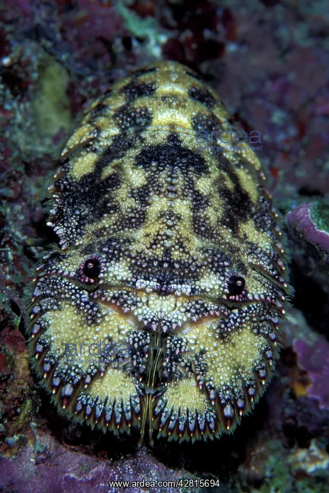 : Slipper lobster, Parribacus antarcticus, Witu, West New Brit : Slipper lobster, Parribacus antarcticus, Witu, West New Brit
