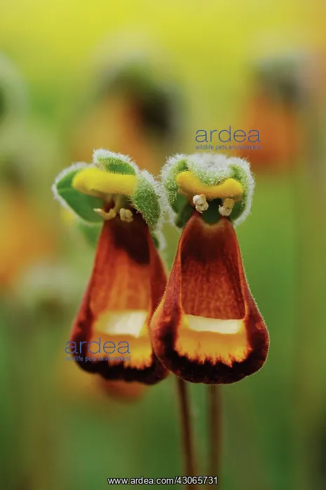 : Slipperflower : Slipperflower