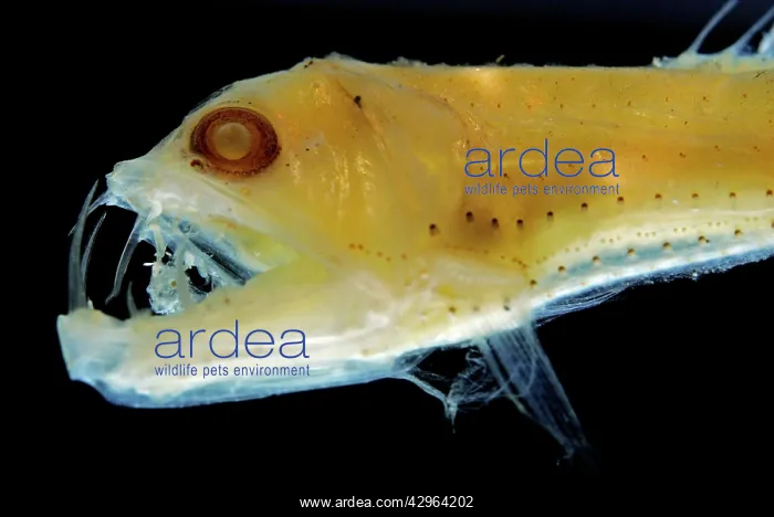 : Sloane's Viper Fish (preserved) - deep sea 200-4; : Sloane's Viper Fish (preserved) - deep sea 200-4;