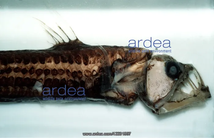 : SLOANE'S VIPERFISH : SLOANE'S VIPERFISH
