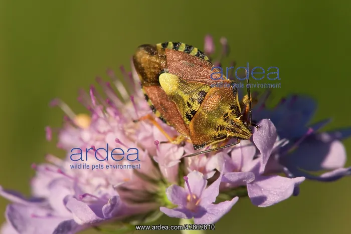: Sloe Bug - large and distinctive purple-brown and : Sloe Bug - large and distinctive purple-brown and
