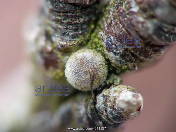 : Sloe Hairstreak : Sloe Hairstreak