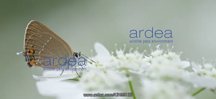 : Sloe Hairstreak : Sloe Hairstreak