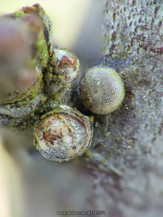 : Sloe Hairstreak : Sloe Hairstreak
