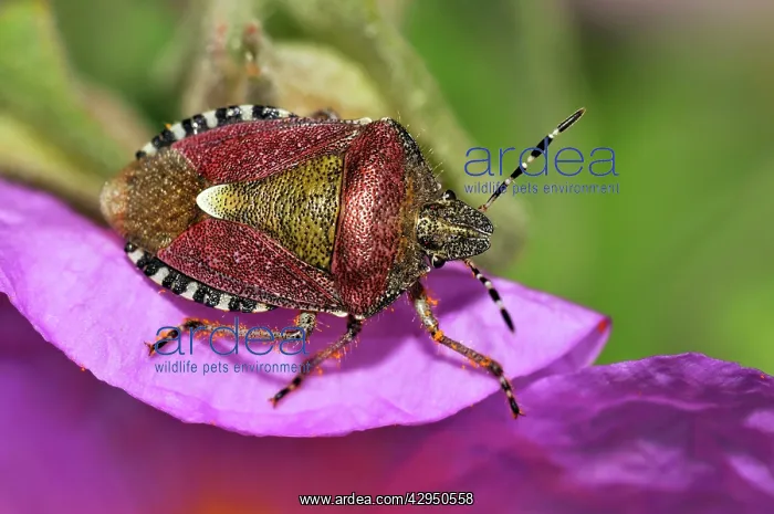 : Sloe / Hairy Shieldbug : Sloe / Hairy Shieldbug