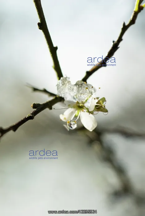 : Sloe, Prunus spinosa : Sloe, Prunus spinosa