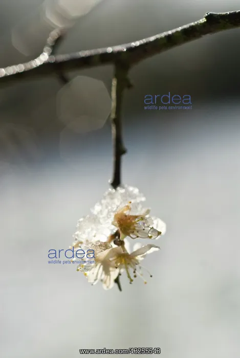 : Sloe, Prunus spinosa : Sloe, Prunus spinosa
