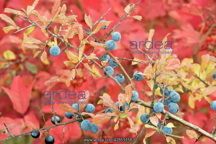 : Sloes, with the foliage of guelder rose beyond : Sloes, with the foliage of guelder rose beyond