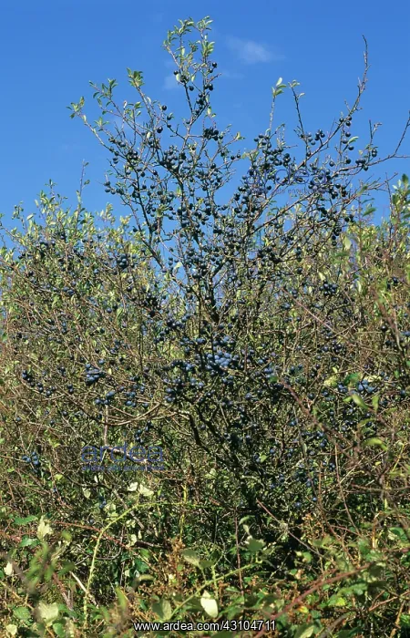 : Sloes fruit on tree : Sloes fruit on tree
