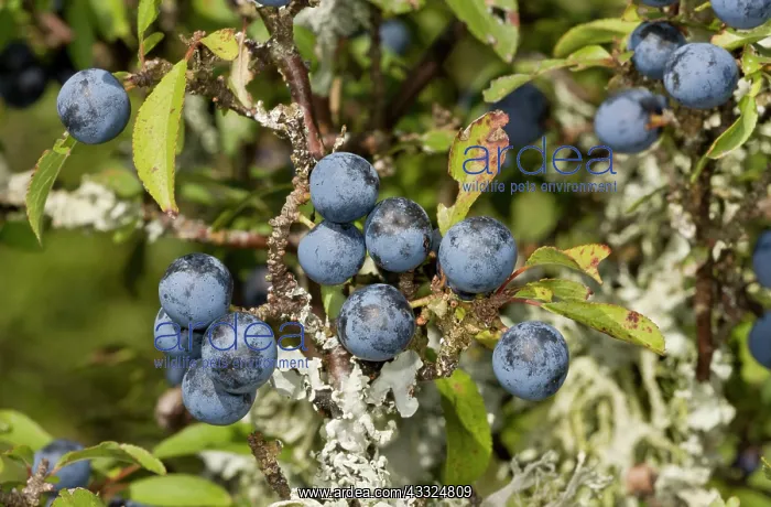 : Sloes - on lichen-covered Blackthorn : Sloes - on lichen-covered Blackthorn
