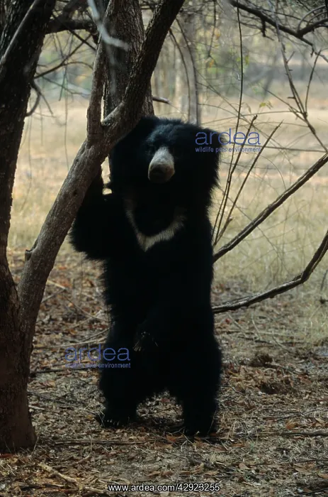 : Sloth Bear : Sloth Bear