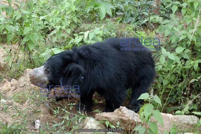  : Sloth bear