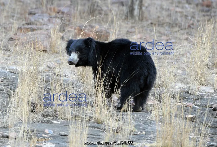 : Sloth Bear : Sloth Bear