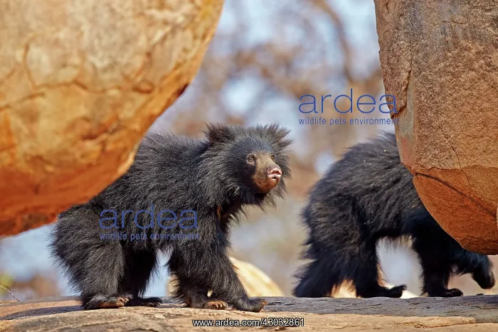  : Sloth Bear